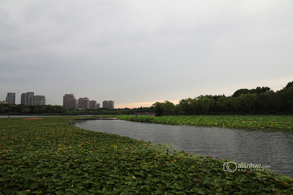 暨阳湖夏日傍晚风光