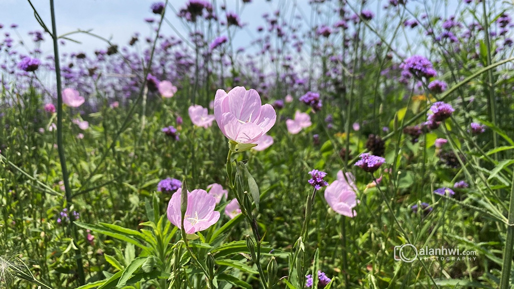 美丽月见草 / 粉花月见草