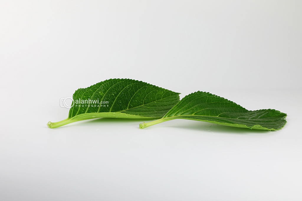 两片绿叶